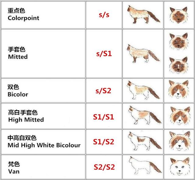 布偶猫的重点花色是有什么特点，布偶猫花色傻傻分不清楚
