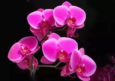 花语代表治愈的花，100种花的花语养养眼