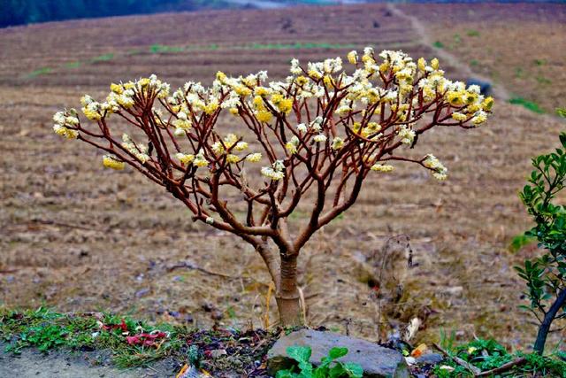 花冠类型为辐射对称花，结香花别名梦花树