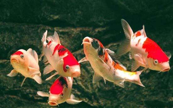 最常见的淡水鱼都有哪种，最常见的淡水鱼