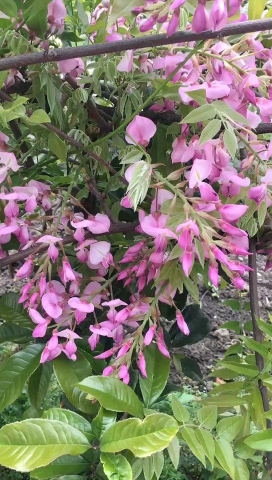 适合庭院养的紫藤花，阳台、院子就种一棵紫藤
