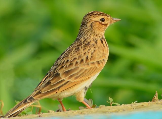 各国国鸟有哪些，世界各国国鸟大全