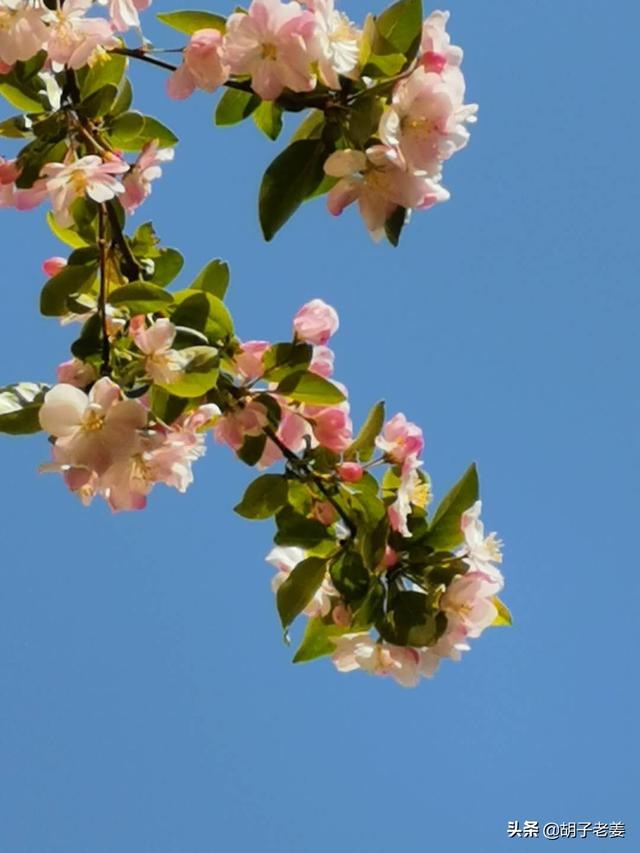 玉堂富贵代表的树种，成忠臣《玉堂富贵图》作品赏析