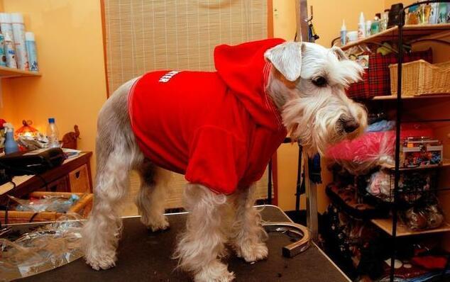 雪纳瑞好养吗优缺点有哪些，雪纳瑞为什么少人养