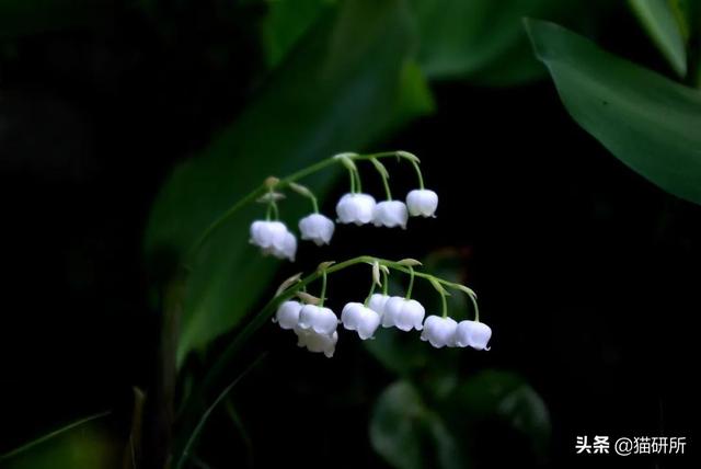 养猫可以养什么花，养猫需要买什么花