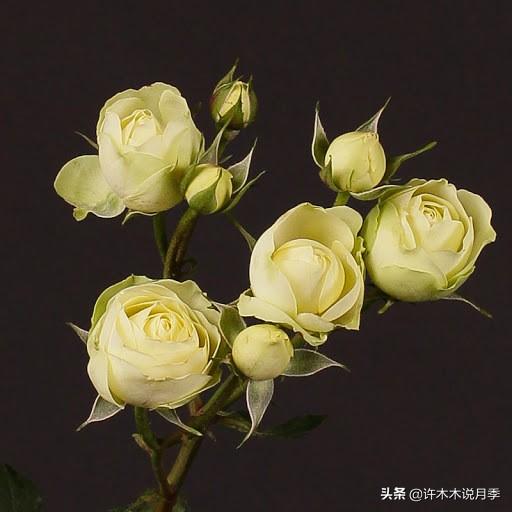 草莓杏仁饼月季，花期长耐晒勤花多头月季推荐（让人口水直流的两款月季）