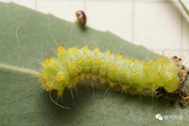 有哪些常见的飞蛾，自然记录蛾生一瞬