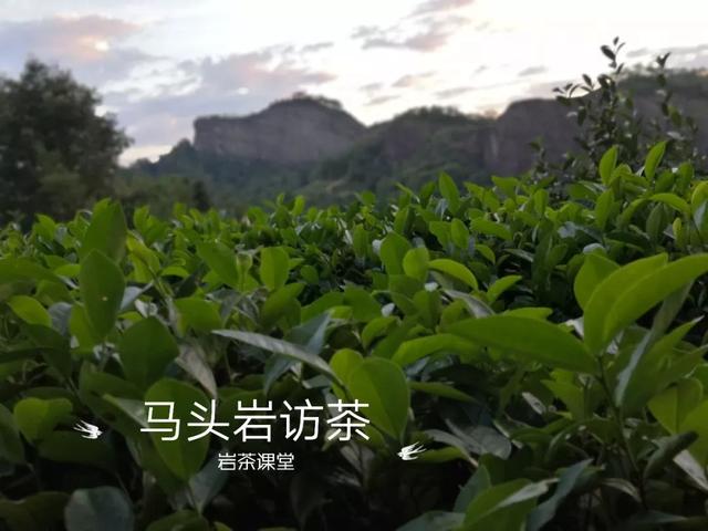 马头岩肉桂是高档茶吗，武夷岩茶肉桂是好茶吗（马头岩肉桂为什么紧随牛栏坑肉桂之后）