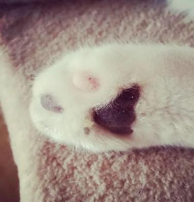 如何从猫咪的肉垫看出性格，猫咪的肉垫形状