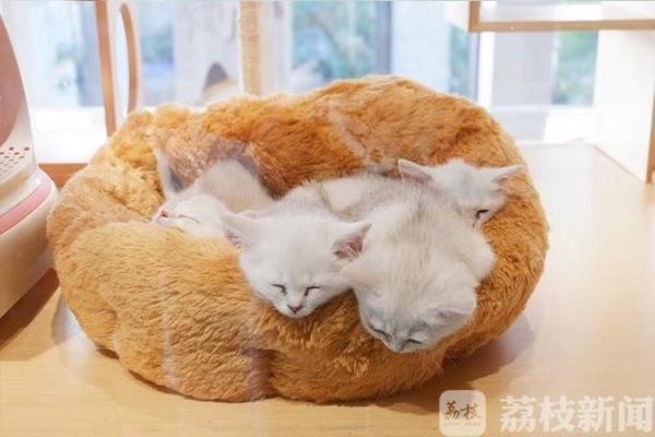 最大型的宠物市场，用领养代替购买