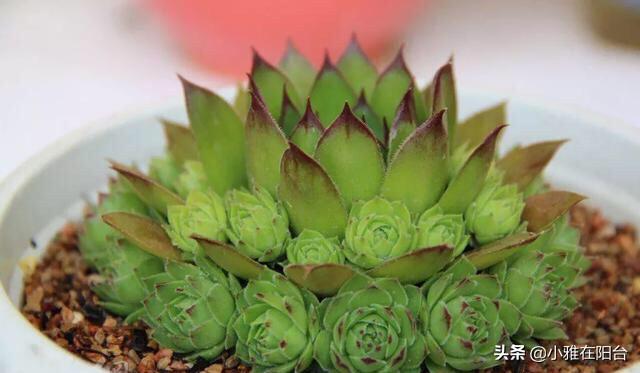 买回来的小多肉怎样从小养到爆盆，这4种多肉最好养活