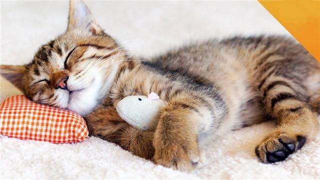 养猫的人容易得什么病，养猫容易得什么病（网友：我得了好几种病）