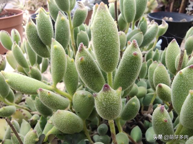 熊童子多肉长得快吗，还长成了养眼老桩