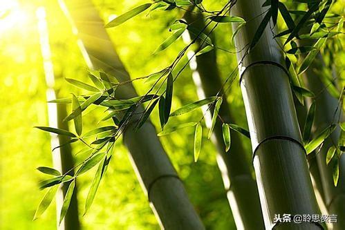 咏竹七绝诗词大全，七绝.竹五首