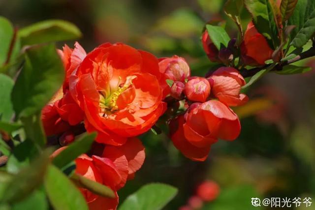 春夏秋冬四季什么花好看，这十种花几乎一年四季都开花