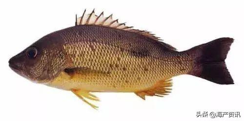 最便宜的石斑鱼，便宜的海鲜鱼类有哪些品种（这条奢华的贵族石斑鱼你确定吃过）