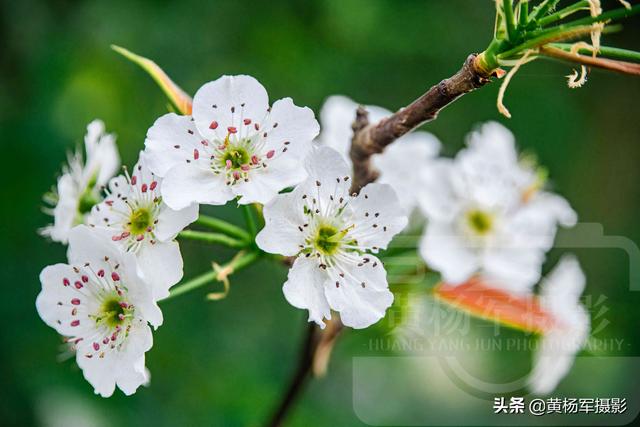 春天百花盛开图片，春天百花盛开带你见证春花之美（寻找最美春天）