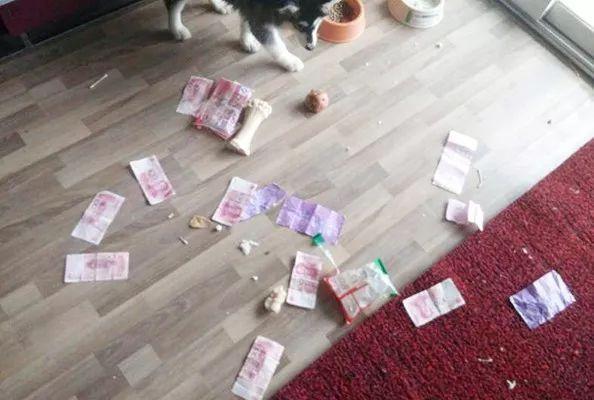 哪些狗狗性格温顺又便宜智商高，公认傻狗排行榜