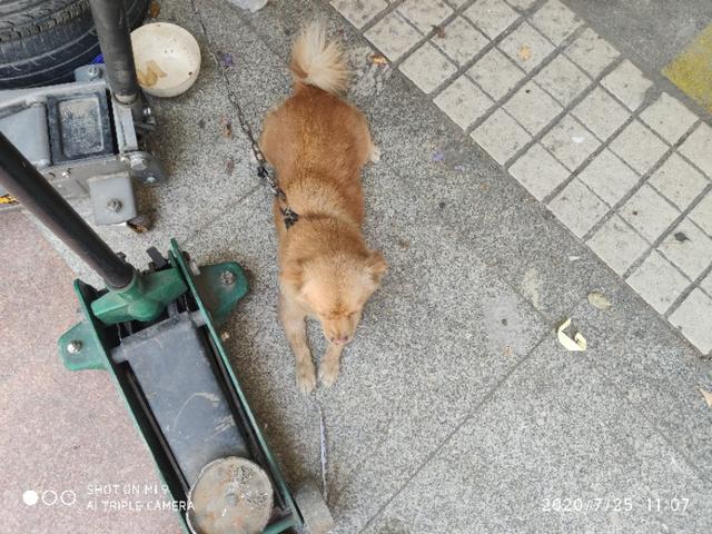 肥胖能汽修(肥胖的人可以做手术吗)