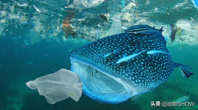 世界上最大的鱼有几种，你见过世界上最大的10种鱼吗