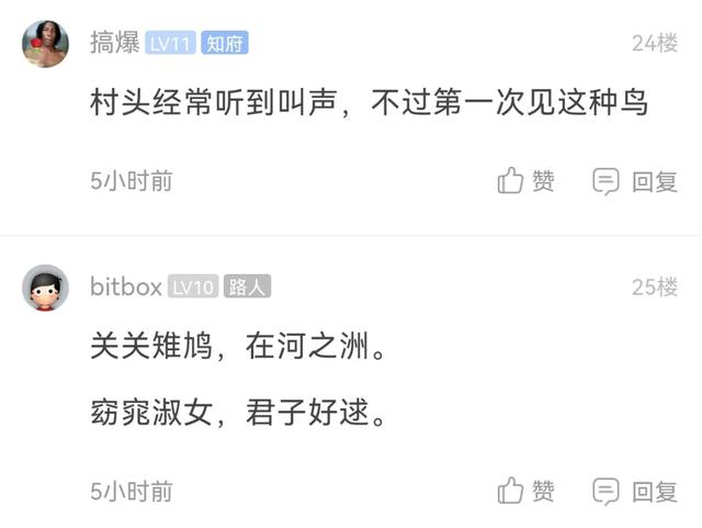 野生的咕咕鸟吃果实还是泡水喝，咕咕咕咕咕咕