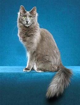 世界名猫品种，世界名猫品种大全