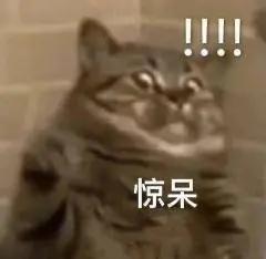 失落猫咪表情包，表情包憨憨猫咪