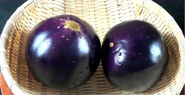 圆茄子和长茄子竟有这么大的区别，长茄子和圆茄子有啥不同