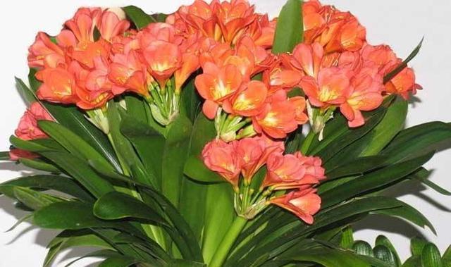 君子兰怎么浇水，君子兰的养殖方法和浇水方法