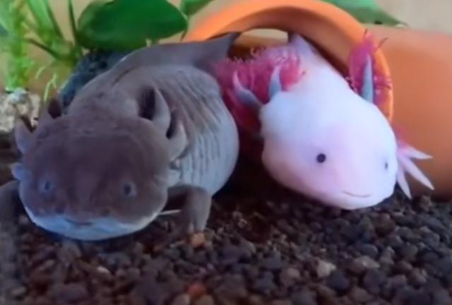 头上有角的恐龙，最强的十个角龙类恐龙（《侏罗纪公园》恐龙形象是恐龙本尊吗）