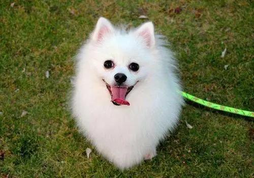 什么狗比较好养，十大公认最好养的狗狗