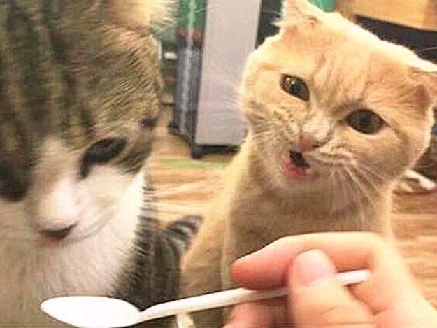 猫咪听不得的四种声音，高音调的声音竟会导致猫咪癫痫