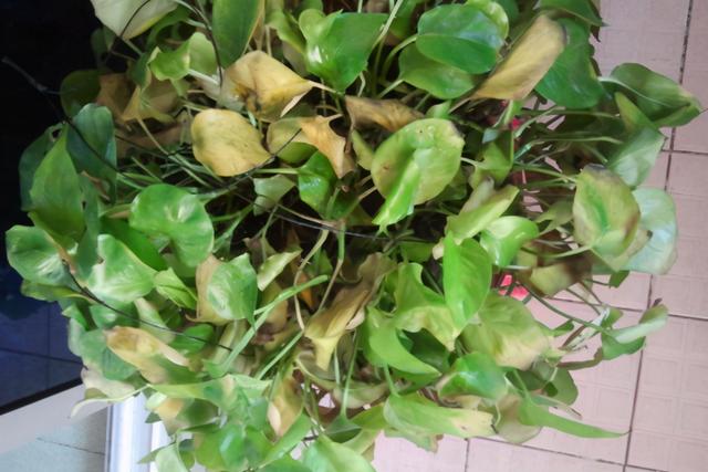 家庭盆栽杜鹃花好养吗，拿白醋养杜鹃栀子花