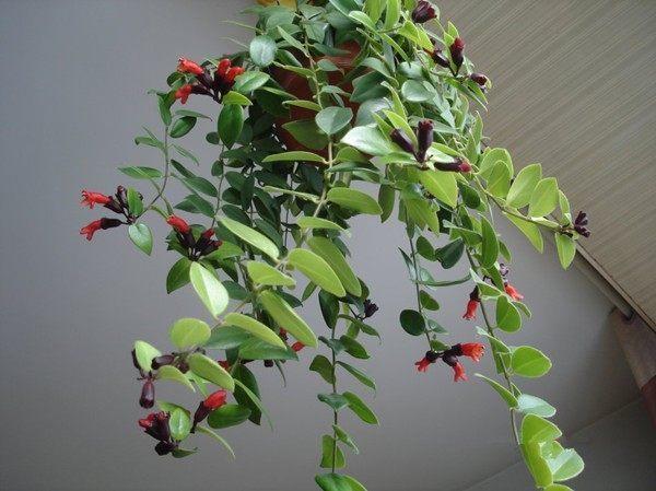 九种适合秋天养的绿植花卉，开花好养的盆栽植物