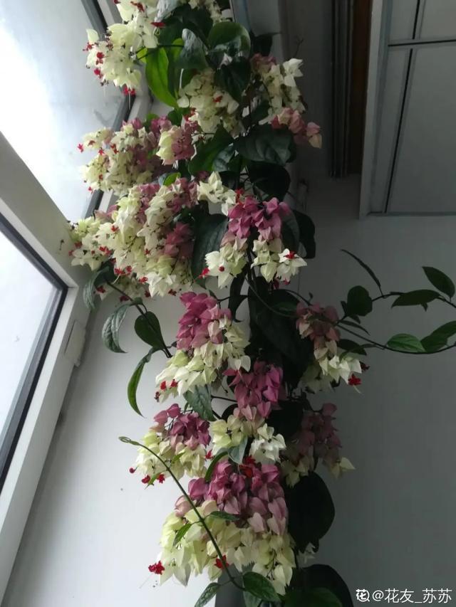 春夏秋冬四季什么花好看，这十种花几乎一年四季都开花