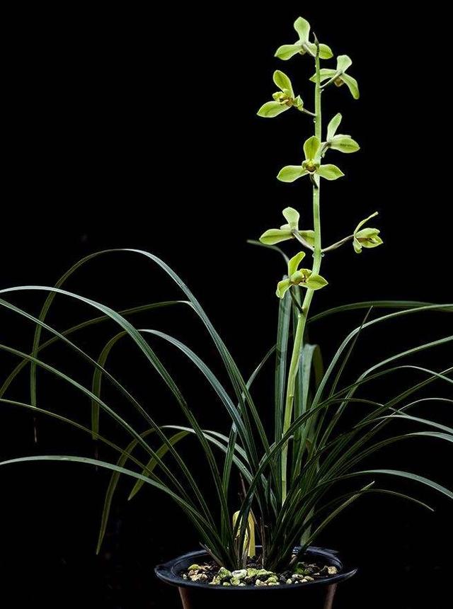 蕙兰老八种哪个是清香型，蕙兰的新八种赏析