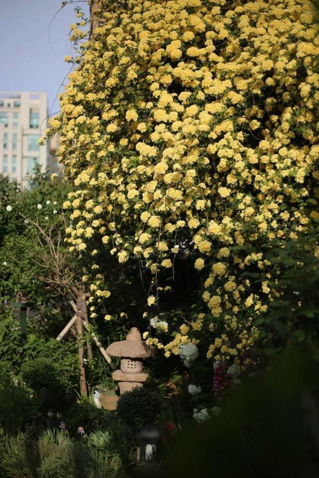 庭院中种什么爬藤花，院子里如果想搭设花廊架