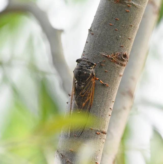 蝉一共有几种种类，青岛当地叫“截流”。主要有三种