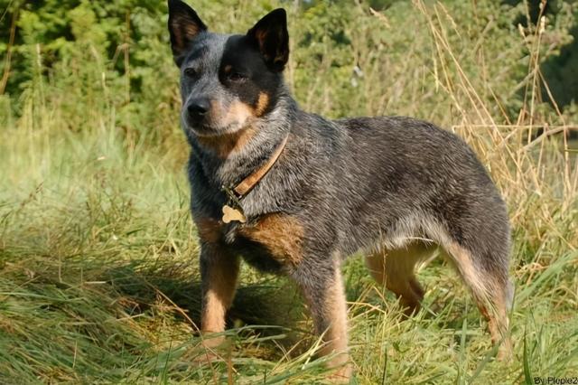 阿拉斯加大型犬，狗的品种大全阿拉斯加（十大寿命最长的狗品种）