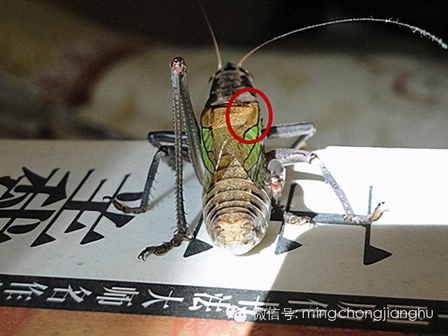 冬天和春天的蝈蝈有区别吗，这篇文章讲清楚了