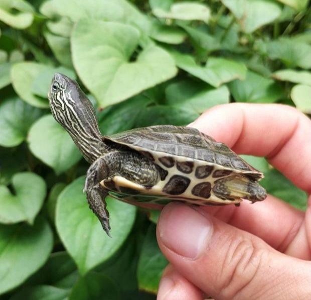 十大最好养的乌龟，最好养的乌龟品种（MatriMax游戏魔方评测）