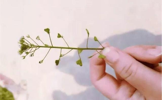 最常见二十种野花野草，都是童年的回忆
