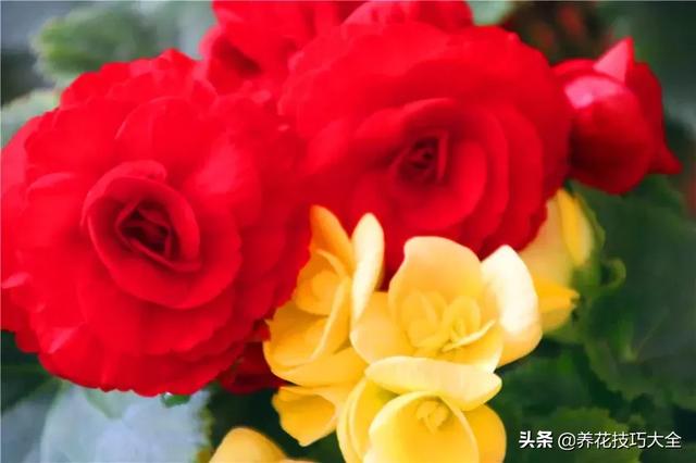 四季开花的花卉，十种四季开花的花卉有哪些（俏丽多姿的花卉）