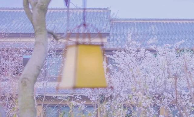 拈花湾攻略必去景点，1600亩拈花湾樱花海