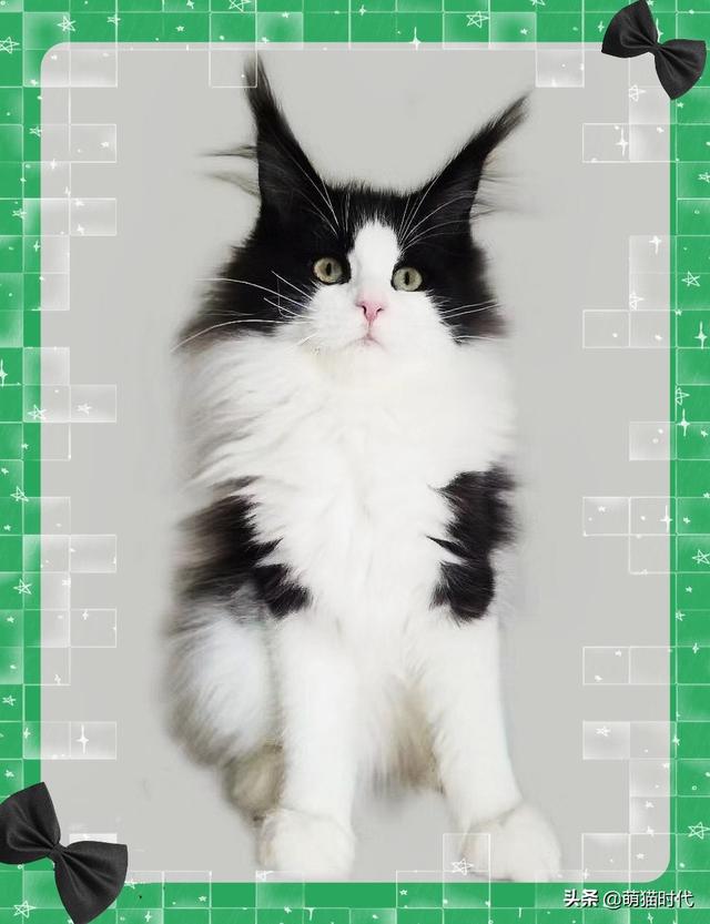 烟色是什么颜色，成年缅因猫的五种稀有颜色