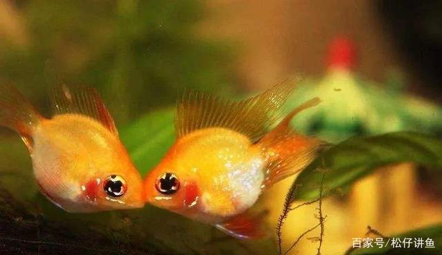 金波子鱼如何养，饲养短鲷金波子