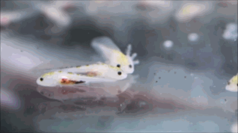 头上有角的恐龙，最强的十个角龙类恐龙（《侏罗纪公园》恐龙形象是恐龙本尊吗）