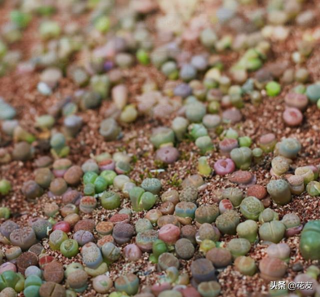 多肉植物怎么用叶片繁殖，多肉植物繁殖四法