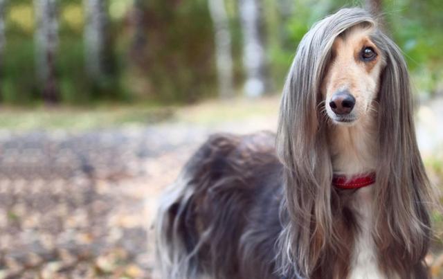 阿拉斯加犬小时候，狗一般有几个月就长成大狗了（毛茸茸的一团太可爱了吧）