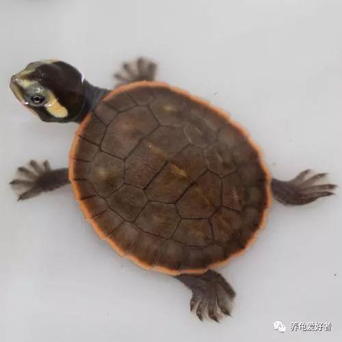 黄缘龟肥胖(黄缘龟凶猛吗)